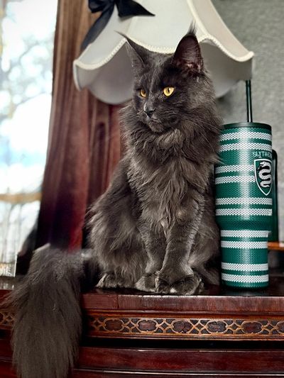 Majestic gray cat with bright yellow eyes sitting on a wooden surface near a striped cup.