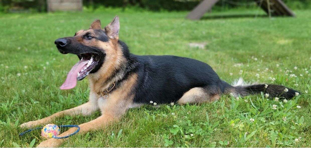German shepherd dog trainer