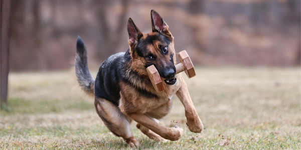 Obedience german shepherd