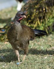 Chaco Chachalaca