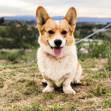 vineyard corgis creek jaxx