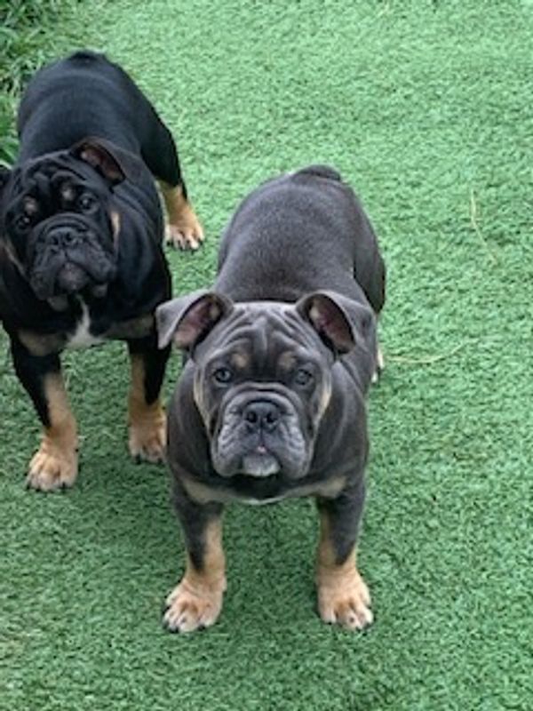 Bella (black&tan) and Blue 

They are sisters from the same litter and mothers of our first litters 