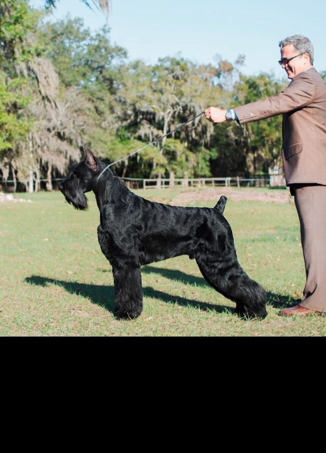 how to potty train a giant schnauzer