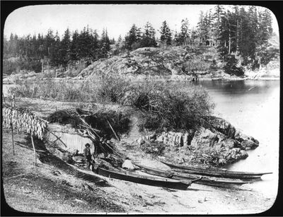 A Lekwungen herring fishing site in Esquimalt Harbour - 1868. (Source: Royal BC Museum)