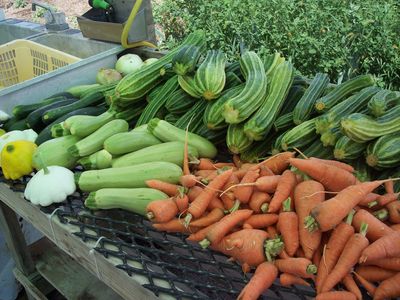 Garden produce sitting on shelf.