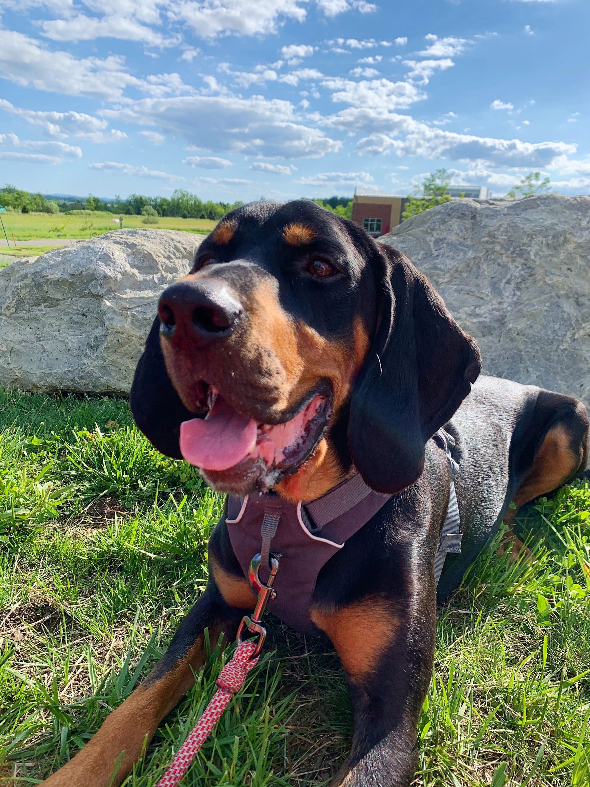 does a plott hound puppy bark loudly