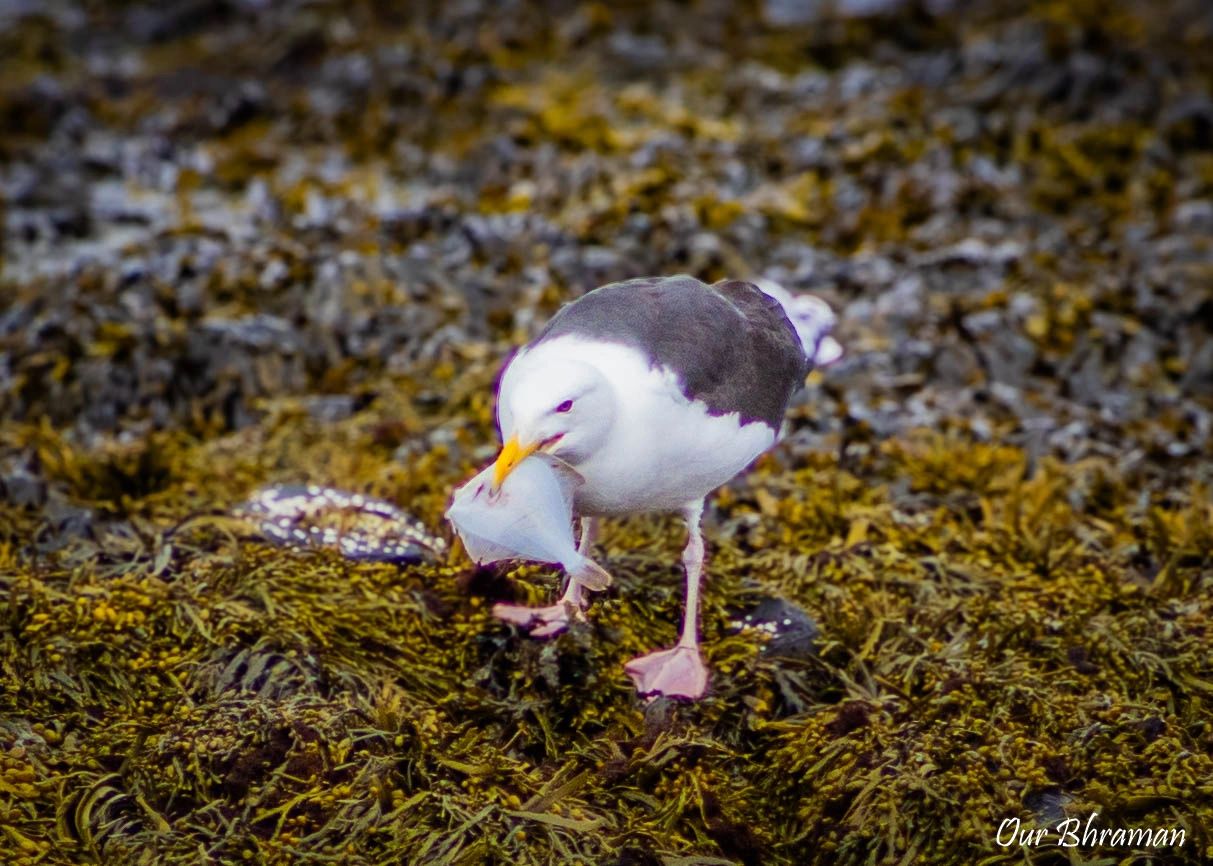 Explore snæfellsnes peninsula- West Iceland Rs=w:1280