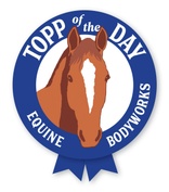 Topp of the Day Equine Bodyworks