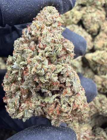 Indica hybrid = 31%ᴛʜᴄ