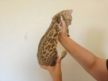 Person holding a spotted cat against a plain wall.