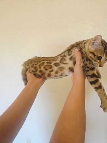 Person holding a spotted kitten against a plain wall.