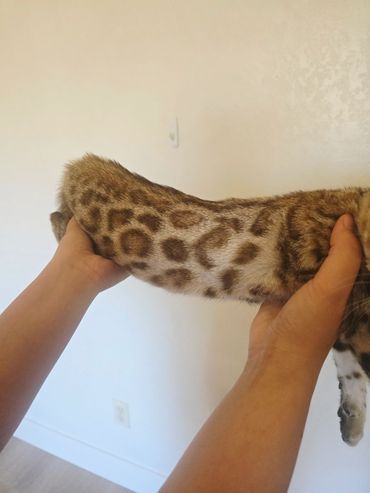 Hands holding a spotted cat's body.