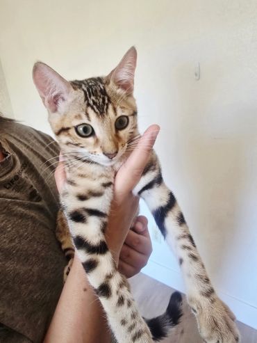 Person holding a Bengal kitten with striking markings.