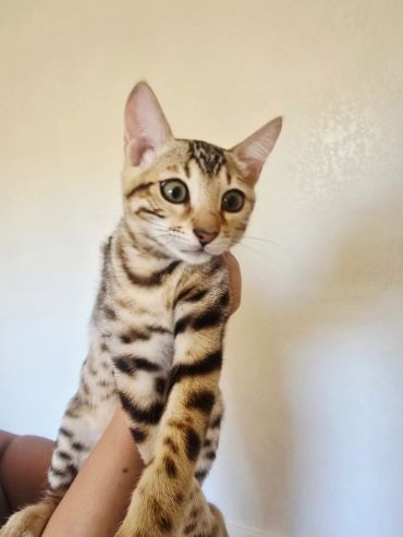 Close-up of a curious Bengal cat being held.