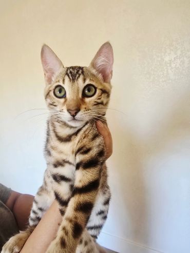 Close-up of a Bengal cat being held.