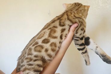 Person holding a spotted Bengal cat facing away.