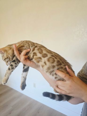 Hand holding a spotted cat indoors.