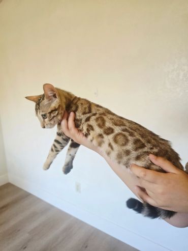 Hand holding a spotted cat against a plain background.