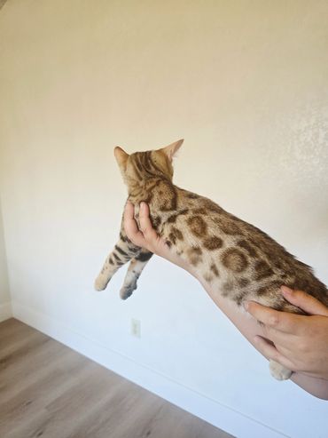 A person holding a spotted cat.