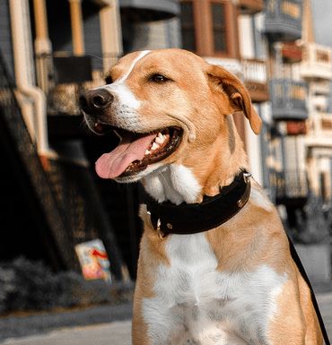 This Pet Portrait is of a dog named Jack. He is a good boy.