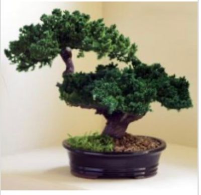 Bonzai plants are amazing! Trained to be small replicas of large trees and plants.