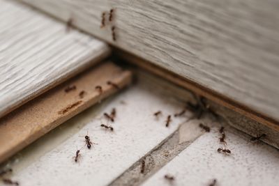 Seasonal pest can be a headache, but C&C Pest control has you covered. 