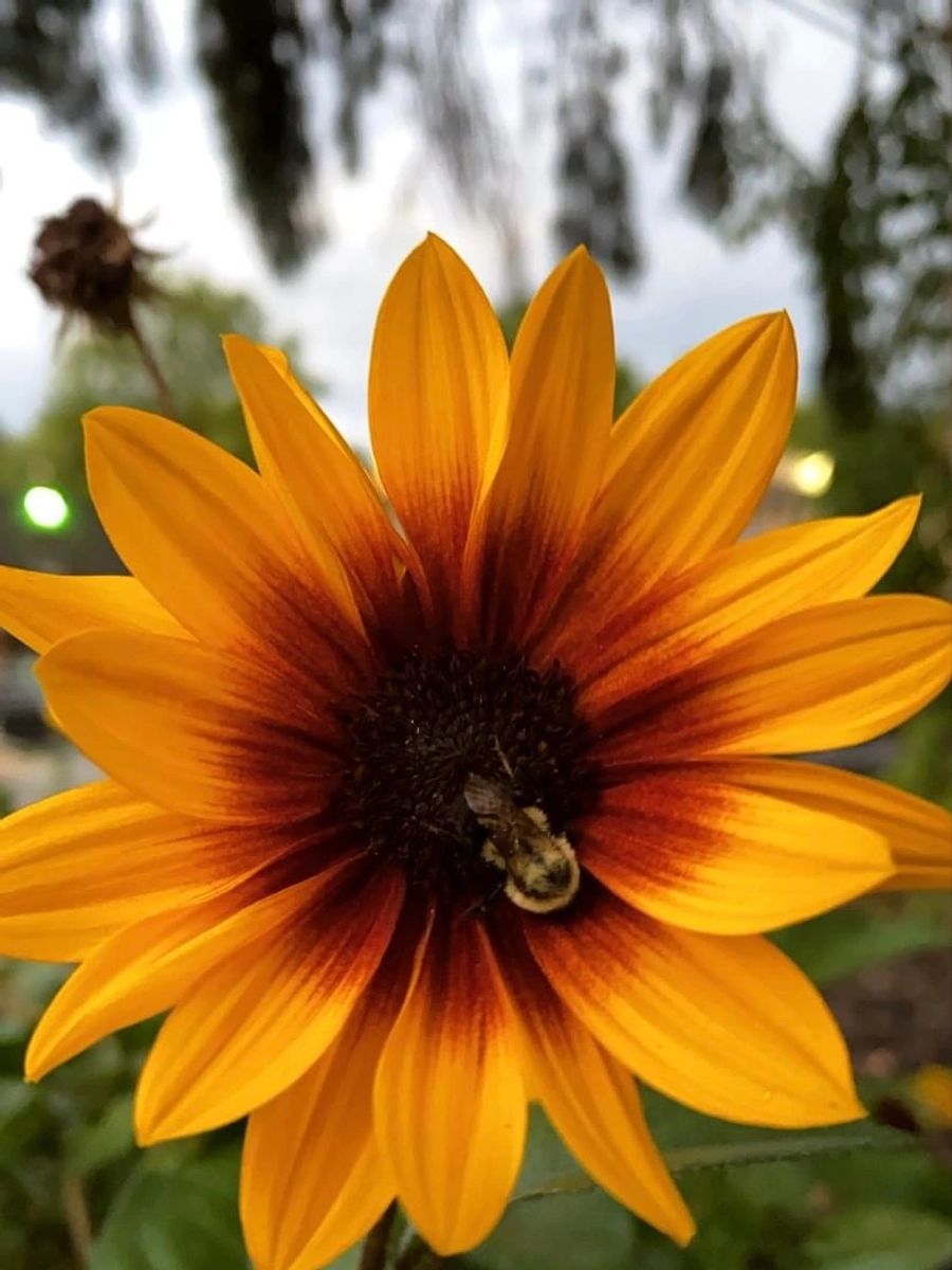 A bee resting on an orange sunflower