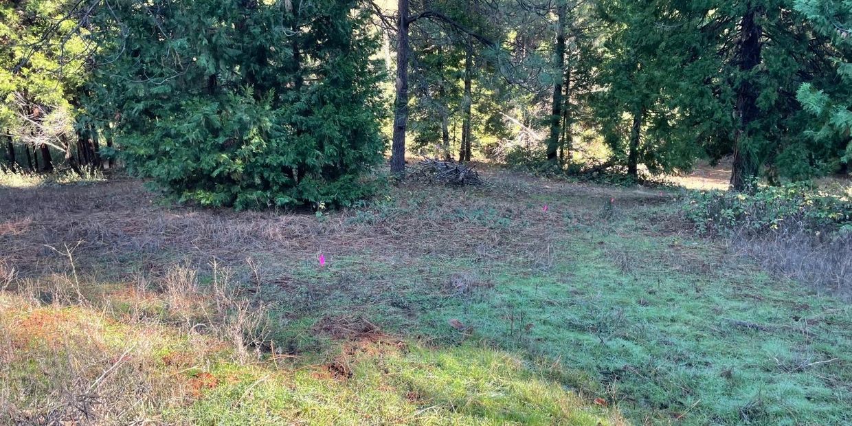 This is an image of a grassy opening in a wooded property for sale located on gold hill road 