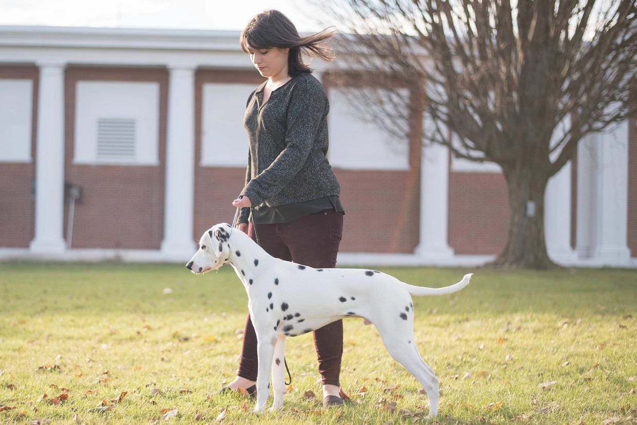 A woman holding a Dalmatian dog on a leash in a grassy area.