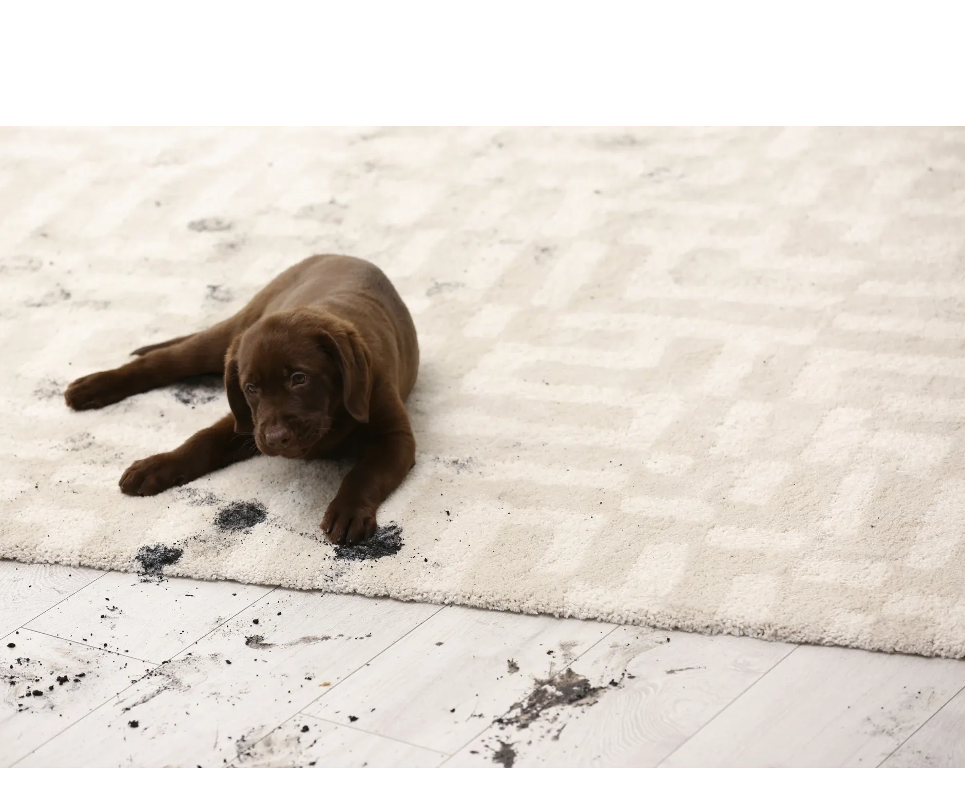 Professional Carpet Cleaning Services