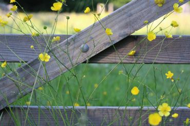 buttercup beauties