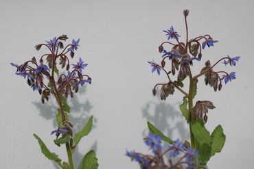 borage for bees