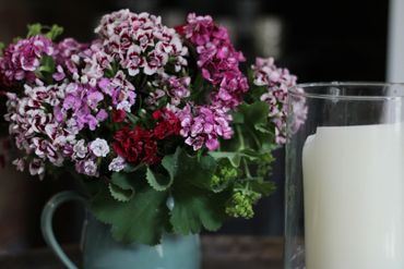 sweet sweet william in a jug