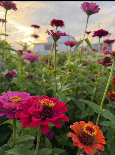Bright flowers blooming in a field at sunset.