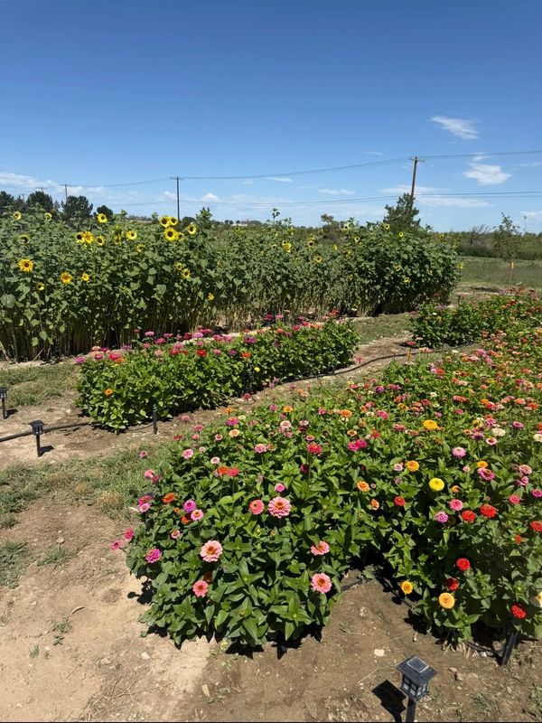 Flower garden with colorful blooms and sunflowers.