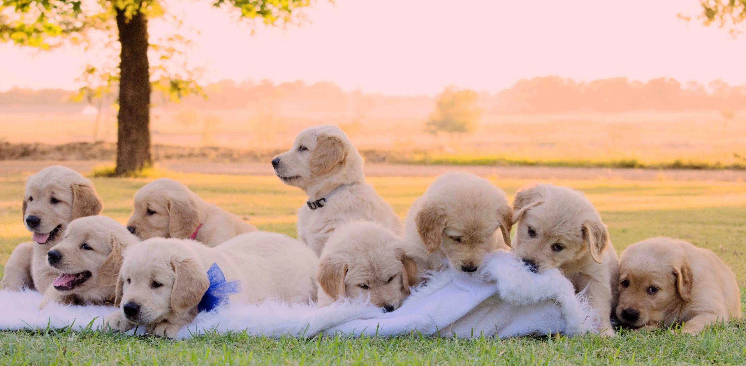 Lake Cypress Goldens