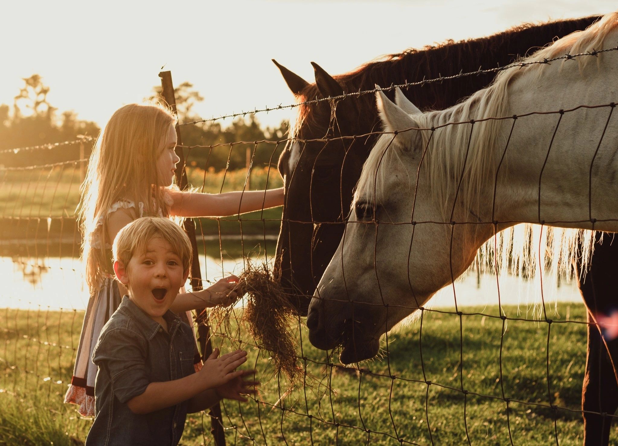Kids feeding horses