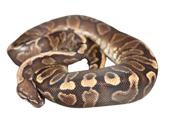 Coiled ball python with patterned scales.