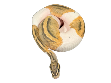 Coiled snake with yellow and white markings.