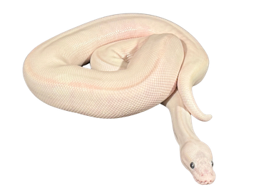 A coiled white snake with light pink hues.