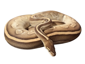 Close-up of a coiled brown snake with light stripes.