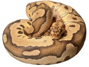 A coiled ball python with yellow and brown patterns.