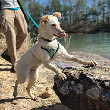 A playful dog on a leash exploring rocky terrain by the water.