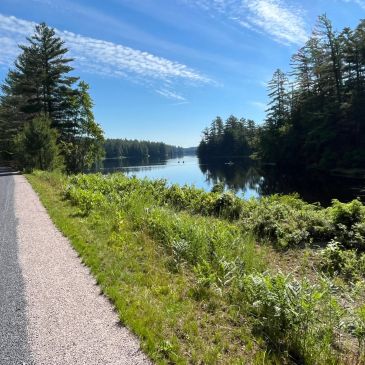 A serene lake with tall trees and a gravel path.