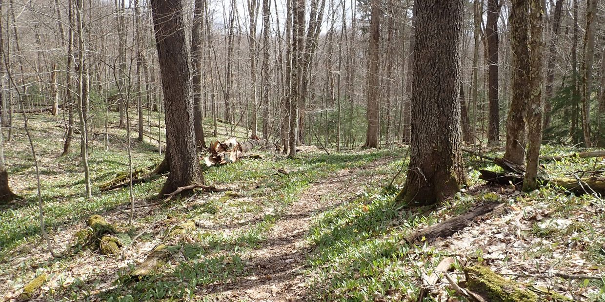 Portage Trail on 9 Carries canoe route