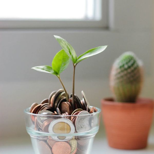 money tree