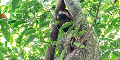 Costa Rica sloth in tropical rainforest during guided wildlife and nature eco tour