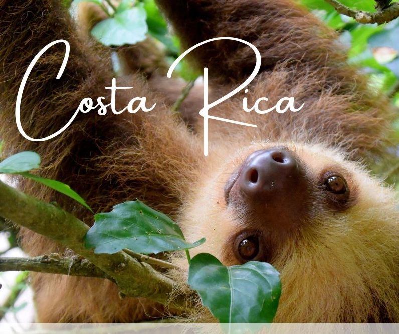 Perezoso en Costa Rica invitando a reservar viajes.