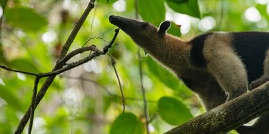 Costa Rica anteater in tropical rainforest during guided wildlife and eco nature tour
