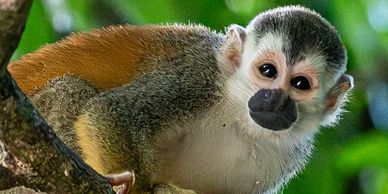 Costa Rica monkey tour with rainforest wildlife, jungle scenery, and tropical nature excursions